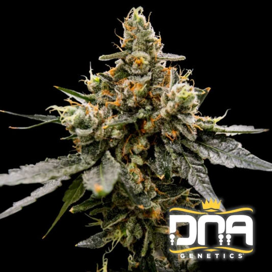 Dichte Gaz Money Blüte mit frostiger Harzschicht und orangefarbenen Härchen von DNA Genetics.