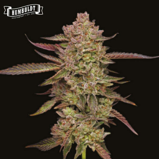 Gazzurple Cannabisblüte mit dichten, harzigen Knospen und violett-grünen Zuckerblättern