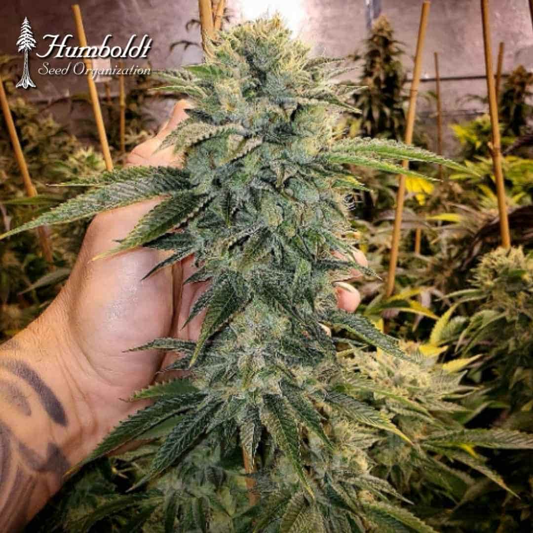 Geist OG Fast Flowering Blüte mit harzigen Buds und grünen Zuckerblättern in der Hand