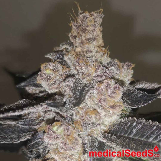 Dichte, harzige Gelato 242 Blüte mit violetten Nuancen und vielen Trichomen, kompakte Bud-Struktur