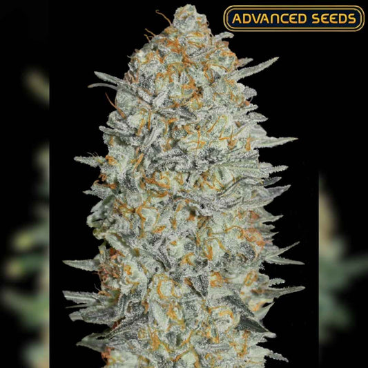 Dichte, harzüberzogene Gelato #33 Blüte mit orangefarbenen Härchen und frostigen Trichomen