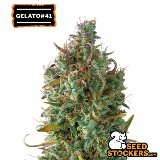 Auto Gelato 41 Blüte mit dichter Bud-Struktur, vielen Trichomen und orangefarbenen Blütenfäden