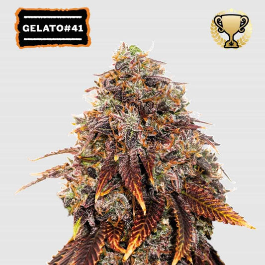 Dichte Gelato 41 Blüte mit violett-orangenen Blättern und kristallüberzogenen Buds in voller Reife.