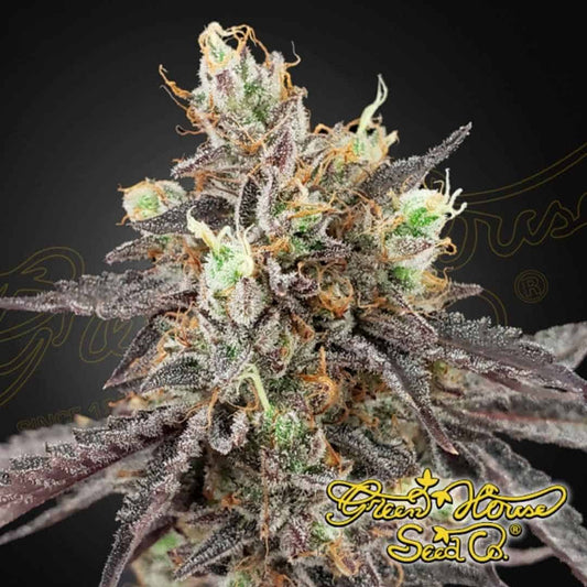 Gelato 41 x Gelato 41 Auto Bud mit dichter Harzschicht, violetten Zuckerblättern und orangefarbenen Blütenstempeln