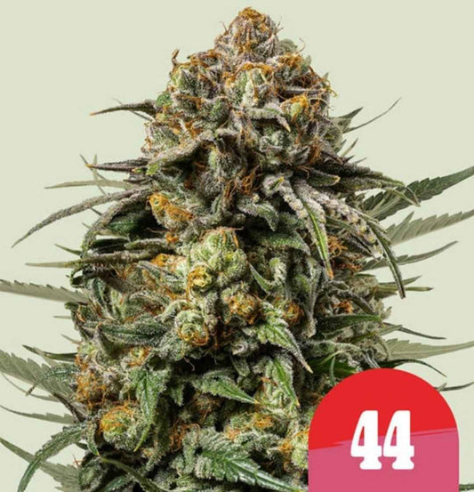Knäulige Gelato 44 Blüte voller Trichome und oranger Härchen