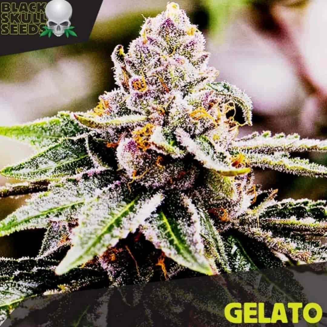 Auto Gelato Cannabisblüte mit dichten Trichomen, violetten Akzenten und orangefarbenen Härchen