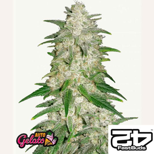 Harzige Gelato Auto Blüte mit dichten Buds und leuchtend grünen Blättern von Fast Buds.