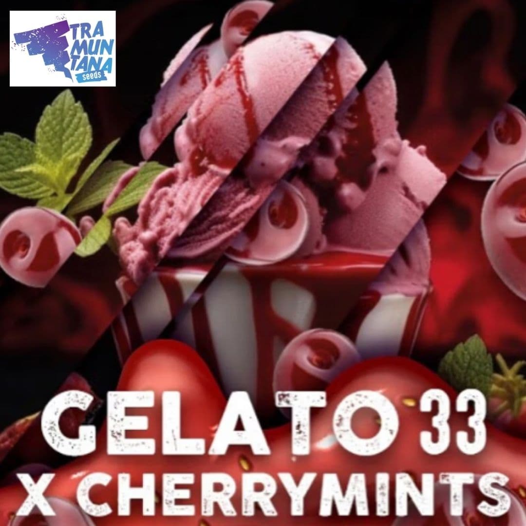 Gelato Cherry Motiv mit rosa Eiscreme, Kirschen, Minzblättern und dem Schriftzug Gelato 33 x Cherrymints.