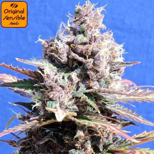 Reife Gelato Cannabisblüte mit dichten Buds, violetten Nuancen, orangefarbenen Stempeln und starker Harzbildung