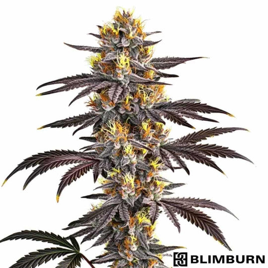 Gelato Cannabisblüte mit dichten, harzigen Buds und violetten Blättern sowie orangefarbenen Stempeln