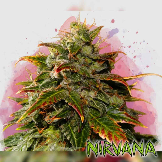 Gelato Bud mit dichten Harztrichomen und rot-grün schimmernden Blättern