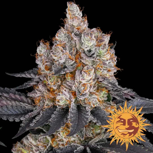 Gelato Bud mit dichten, lilafarbenen Blüten, orangefarbenen Härchen und dicker Harzschicht von Barneys Farm