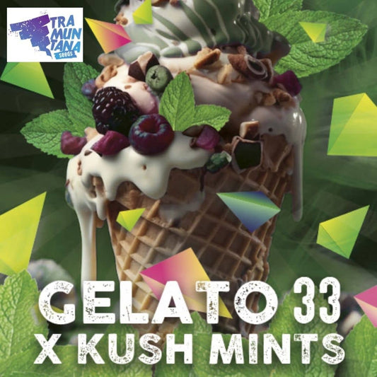Gelato Mints Motiv mit Eiscreme in Waffeln, Beeren, Minzblättern und dem Schriftzug Gelato 33 x Kush Mints.
