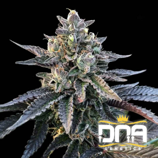 Gelato Sorbet Blüte mit dunklen, harzigen Blättern und dichten, frostbedeckten Buds in voller Reife