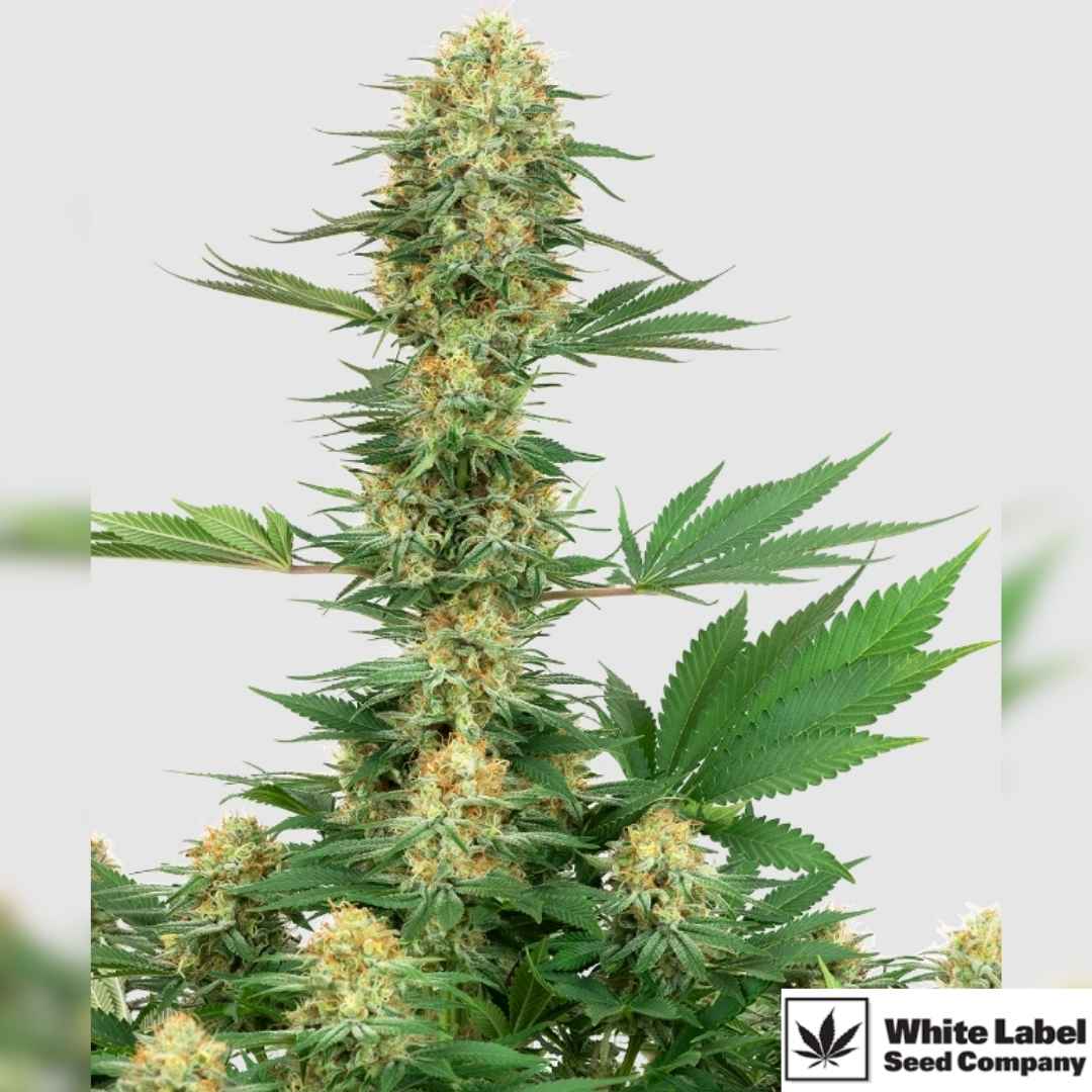 Kräftige Gelato #420 Blüte mit dichten Harzbuds und leuchtenden Pistillen