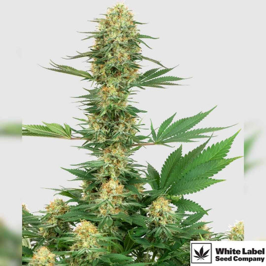 Kräftige Gelato #420 Blüte mit dichten Harzbuds und leuchtenden Pistillen