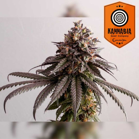 Gelato-K Blüte mit dichten Harztrichomen und dunkelvioletten Blättern