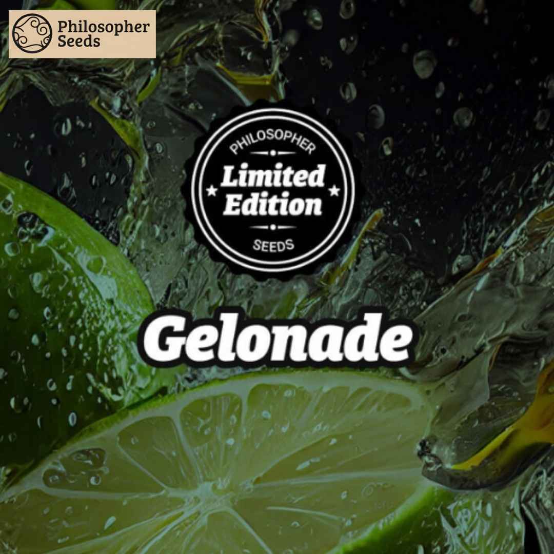 Frische Limetten und Wasserspritzer mit dem Gelonade Schriftzug und Limited Edition Siegel.