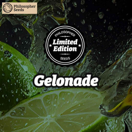 Frische Limetten und Wasserspritzer mit dem Gelonade Schriftzug und Limited Edition Siegel.