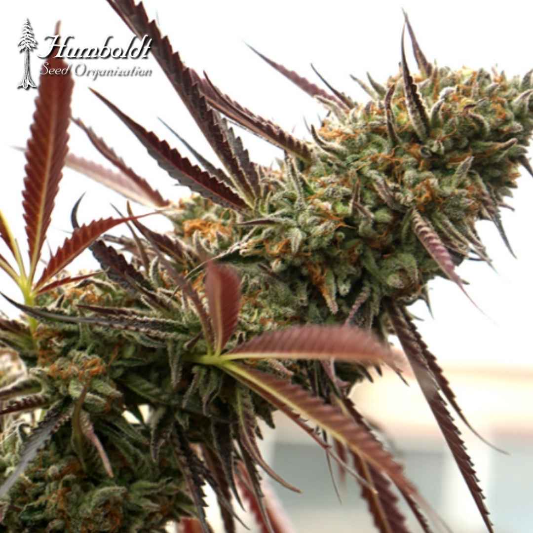 Ghost Of NYC Cannabisblüte mit dichten, harzigen Buds, violetten Blättern und orangefarbenen Härchen