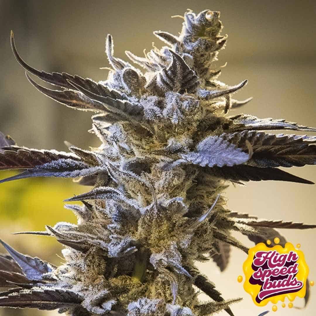 Reife, harzige Blüte von Ghost Train Og Auto mit dichter Bud-Struktur und stark ausgeprägten Trichomen