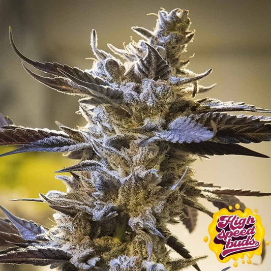 Reife, harzige Blüte von Ghost Train Og Auto mit dichter Bud-Struktur und stark ausgeprägten Trichomen