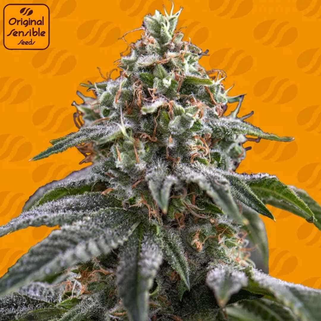 Dichte, harzige Cannabisblüte von Ghost Train Power mit starkem Trichombesatz und orangefarbenen Blütenfäden