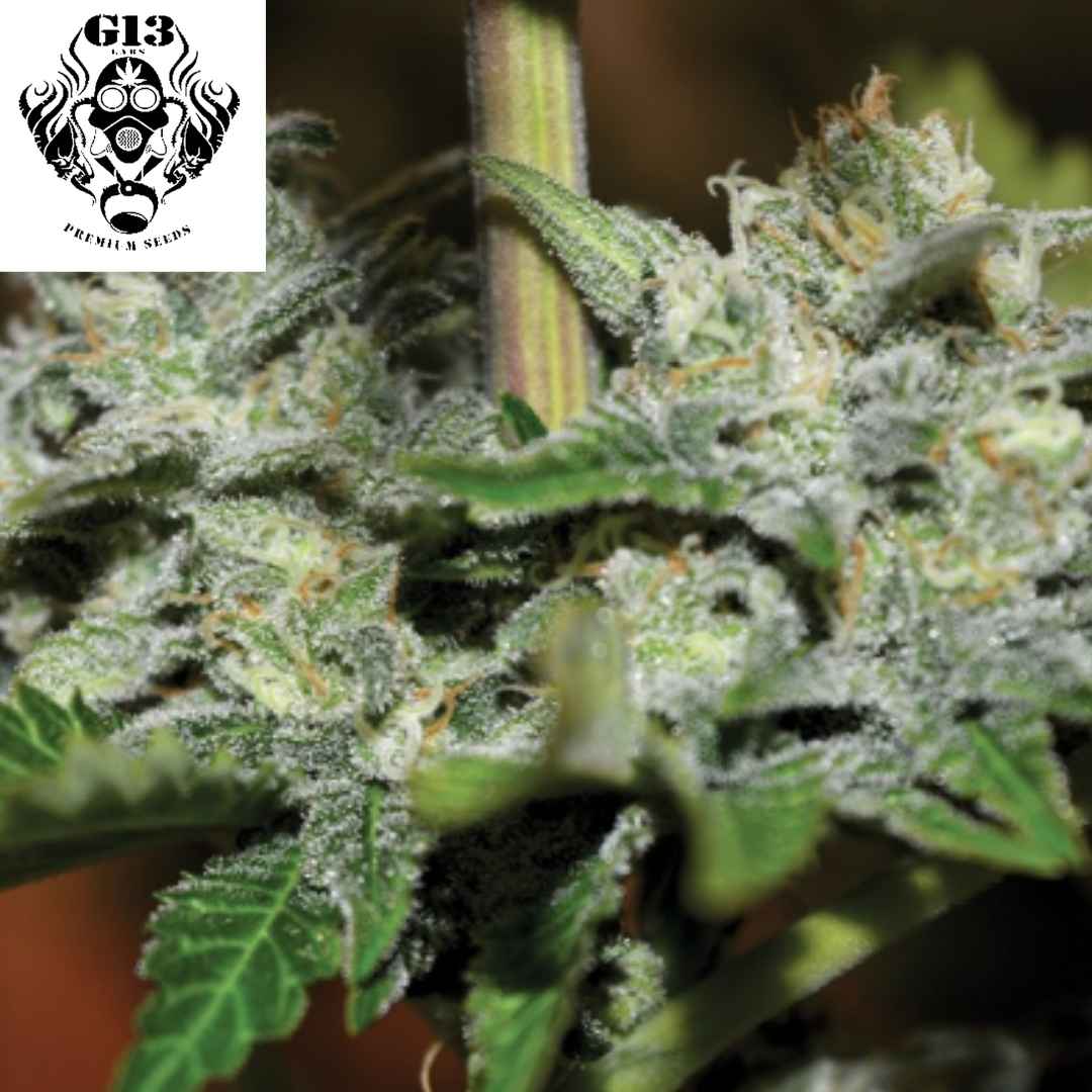 Gigabud Cannabisknospe mit dichten, stark harzigen Blüten und orangefarbenen Stempeln an der Pflanze