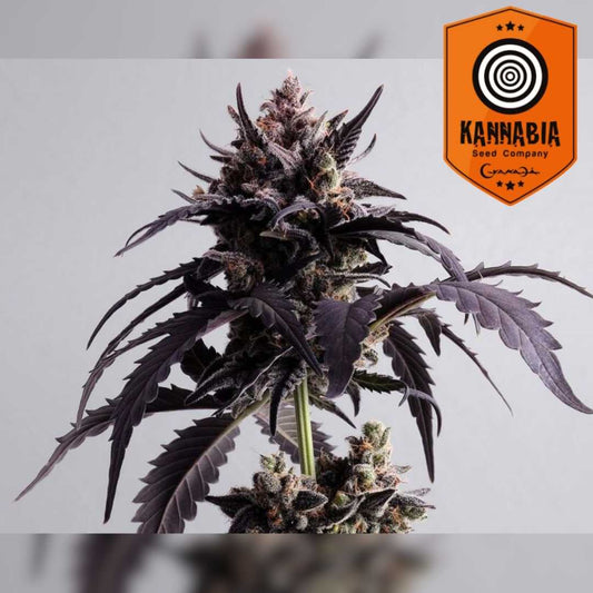 Dichte Ginger Punch Auto Blüte mit dunklen Blättern und kristallbedeckten Buds in voller Reife