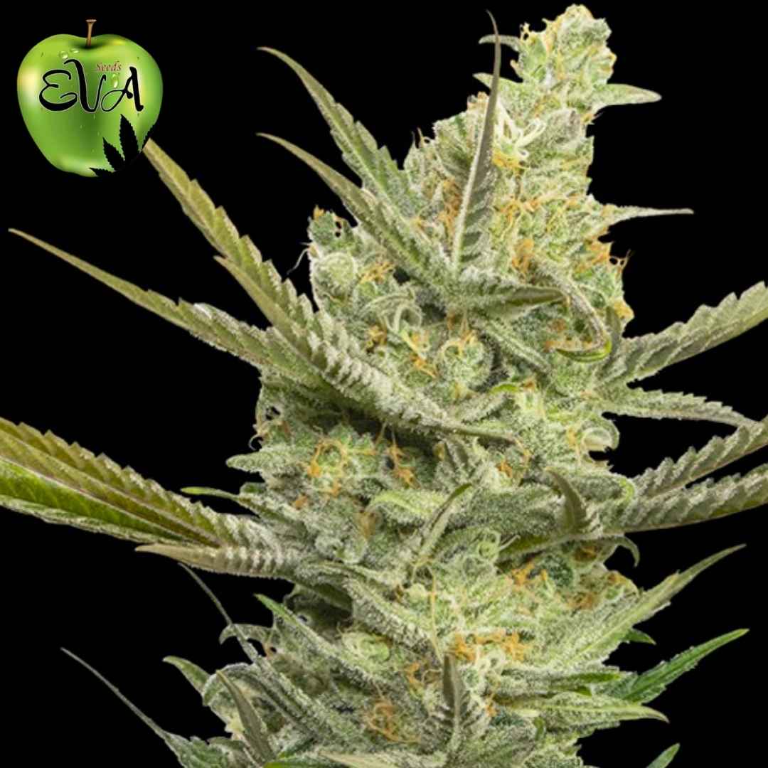 Gipsy Haze Blüte mit dichten, harzigen Buds und langen, schmalen Blättern