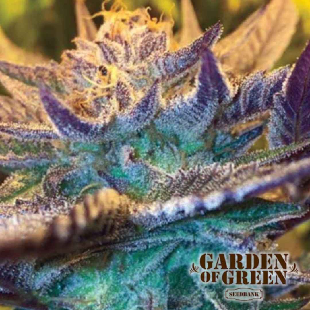 Frostige Auto Girl Scout Cookies Blüte mit violetten Zuckerblättern und dichter Harzschicht