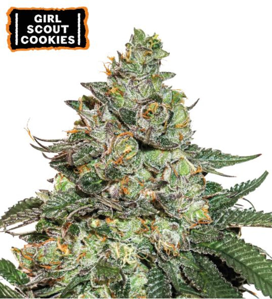 Auto Girl Scout Cookies Bud mit dichter Struktur, harzigen Trichomen und orangefarbenen Blütenstempeln