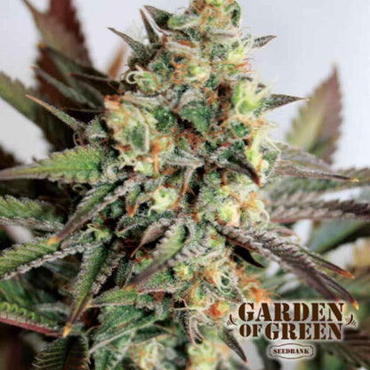 Dichte Girl Scout Cookies Blüte mit kräftiger Harzschicht und farbigen Zuckerblättern in Nahaufnahme