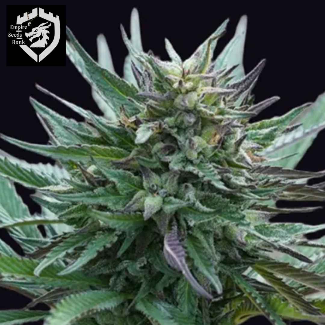 Girl Scout Cookies Cannabisblüte mit harzigen Kelchen und grünen Blättern