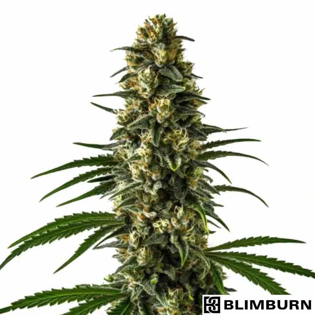 Girl Scout Cookies Cannabisblüte mit dichten, harzigen Buds und orangefarbenen Pistillen
