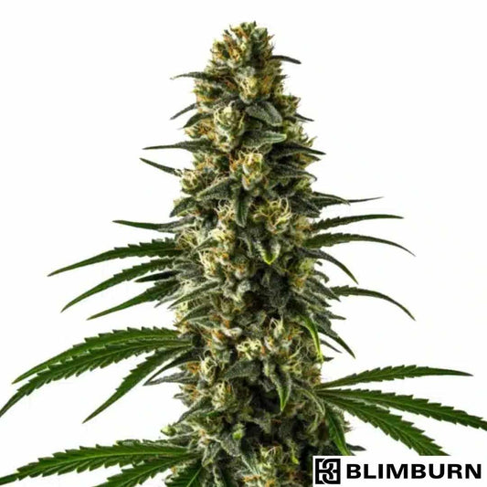 Girl Scout Cookies Cannabisblüte mit dichten, harzigen Buds und orangefarbenen Pistillen