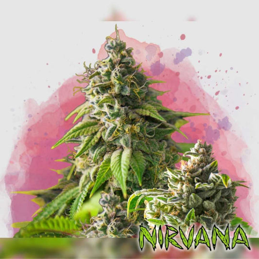 Girl Scout Cookies Blüte mit dichten, harzigen Buds und leuchtend grünen Blättern