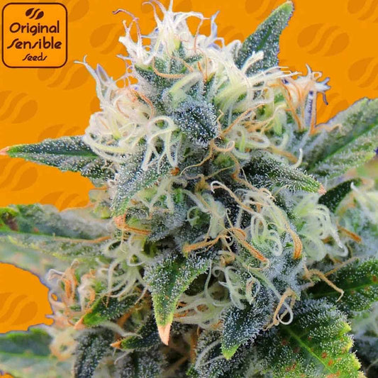 Girl Scout Cookies Cannabisblüte mit dichten, harzigen Buds, weißen Blütenfäden und sichtbaren Trichomen