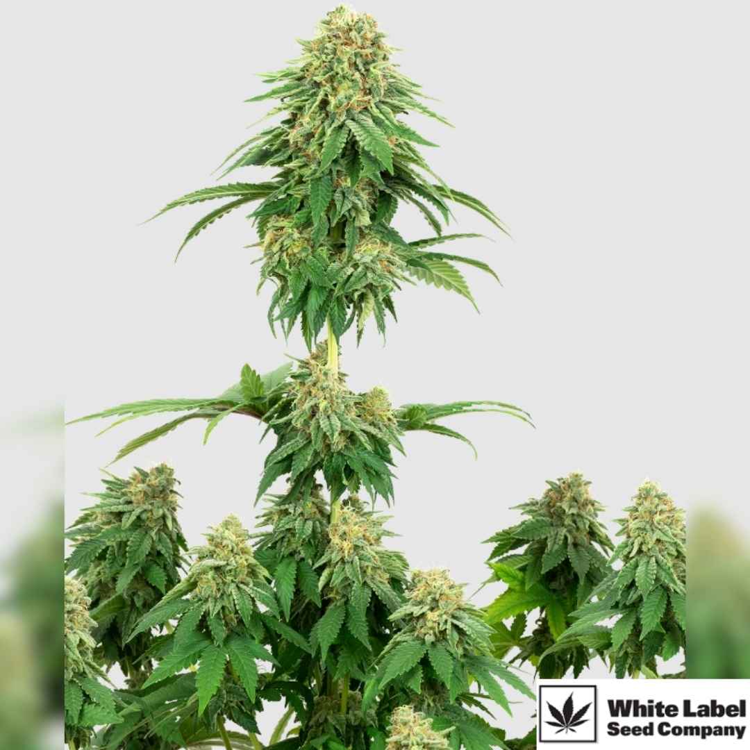 Blühende Girl Scout Cookies Pflanze mit dichten Buds und kräftigem Indica-Wuchs