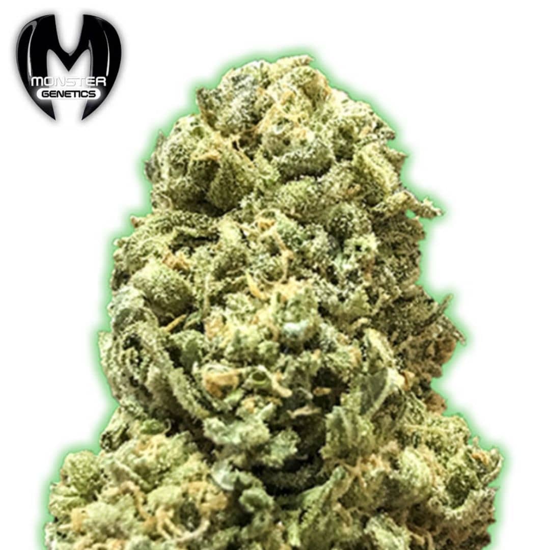 Girl Scout Cookies Cannabisblüte mit kompakten grünen Buds, Harzschicht und orangefarbenen Blütenfäden