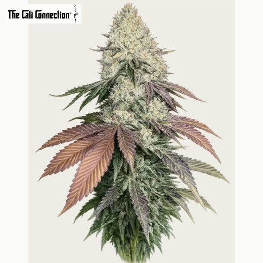 Harzige Girl Scout Cookies Hauptblüte mit dichten Kelchen, orangefarbenen Blütenfäden und violetten Blättern.