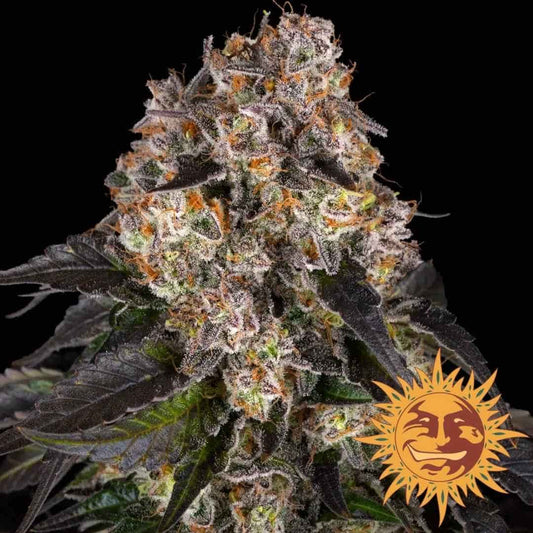 Dichte Girl Scout Cookies Blüte mit violetten Blättern, orangefarbenen Härchen und glitzernden Trichomen.