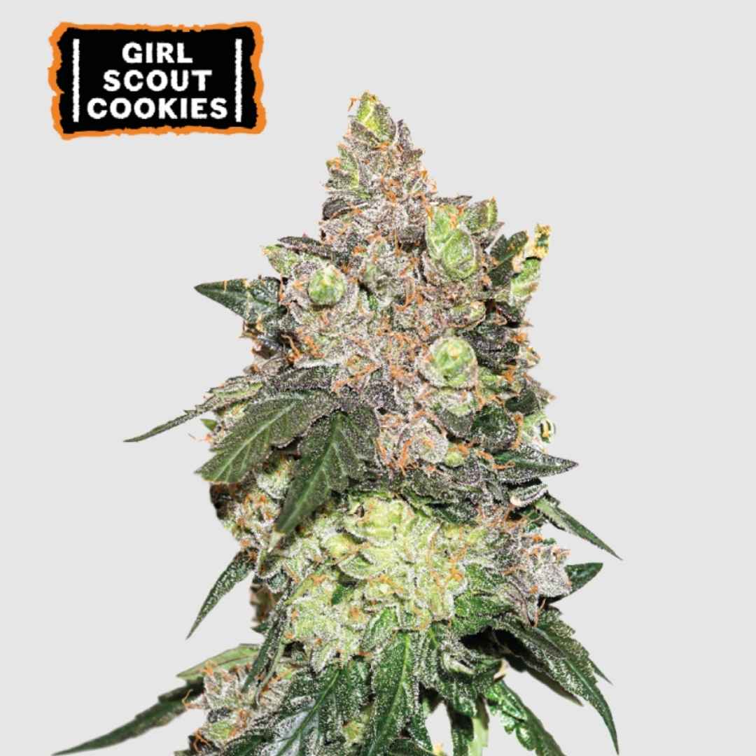 Girl Scout Cookies Blüte mit dichten, harzreichen Buds, violett-grünen Nuancen und orangefarbenen Härchen