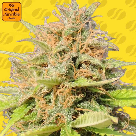 Harzige Girl Scout Cookies Auto Blüte mit dichten Buds, orangefarbenen Pistillen und stark ausgeprägten Trichomen