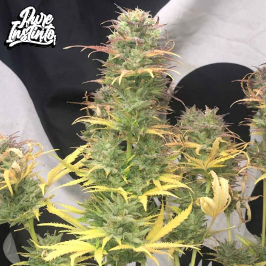 Girl Scout Kush Auto Pflanze mit dichten Buds und gelblichen Blättern in später Blütephase