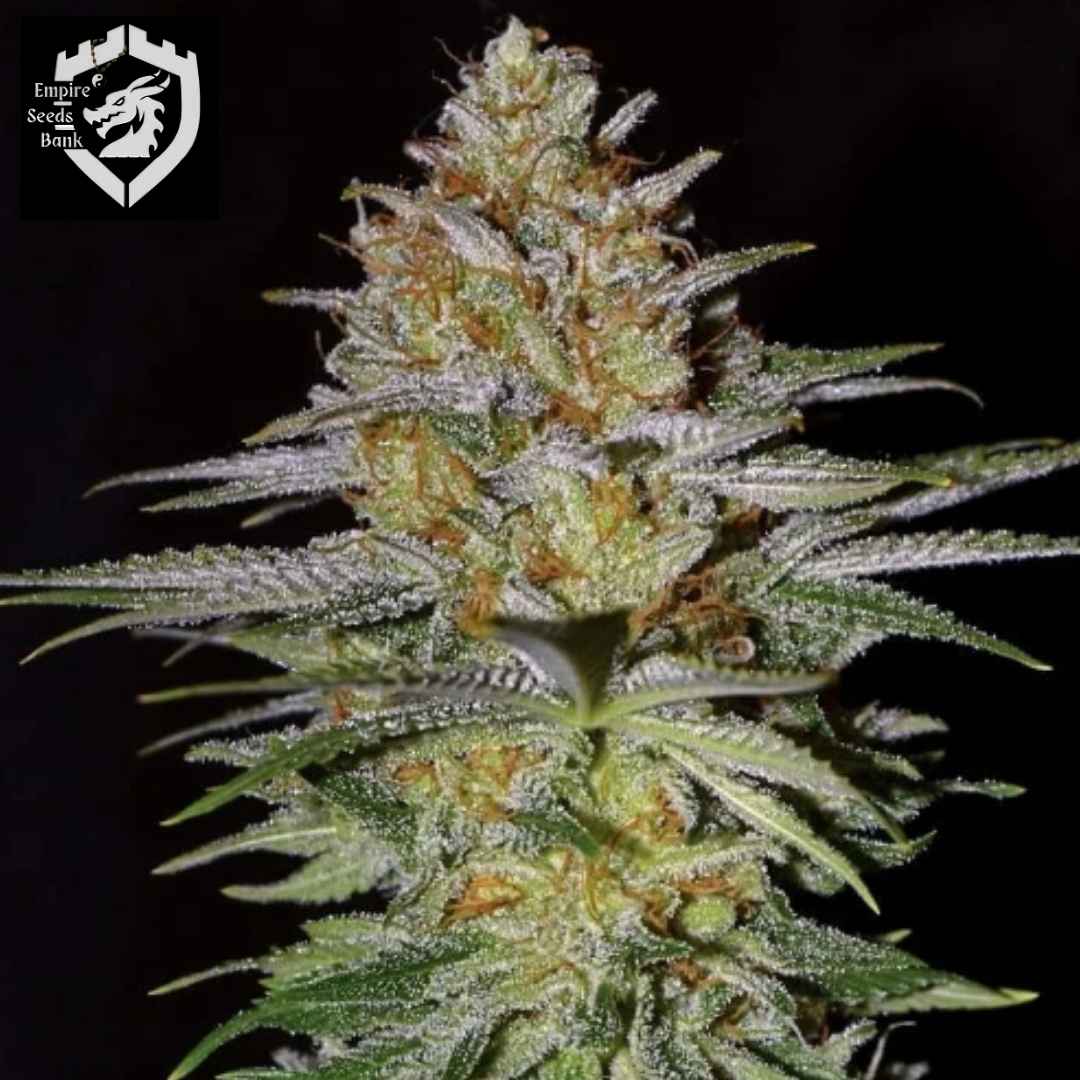 Glitter Bomb Cannabisblüte mit dichten Harzschichten, grünen Kelchen und orangefarbenen Härchen