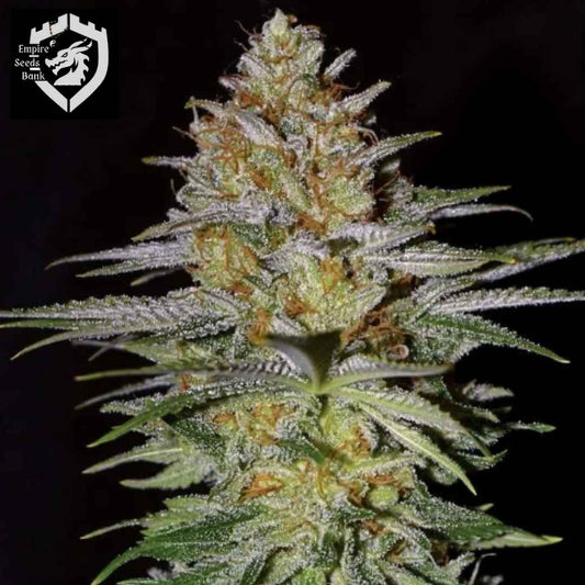 Glitter Bomb Cannabisblüte mit dichten Harzschichten, grünen Kelchen und orangefarbenen Härchen