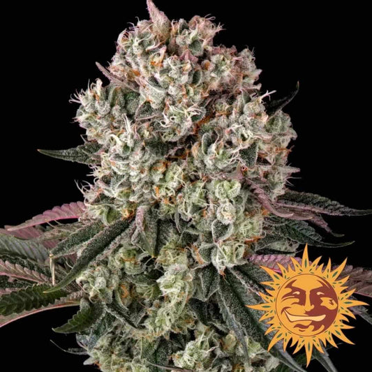 Dichte Glookies Blüte mit harzigen Kristallen und violett-grünen Blättern von Barneys Farm