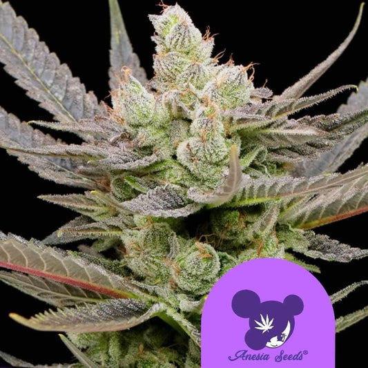 Glowberry Rush Auto mit dichten, harzüberzogenen Blüten und orangefarbenen Härchen