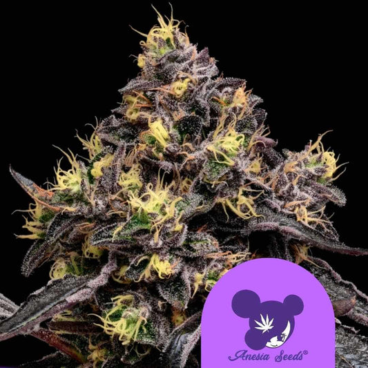 Glowberry Rush Blüte mit dunkellila Blättern, dichten Harztrichomen und leuchtend gelben Blütenfäden